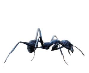 FOURMIS