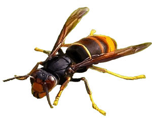 FRELON ASIATIQUE