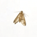MITE