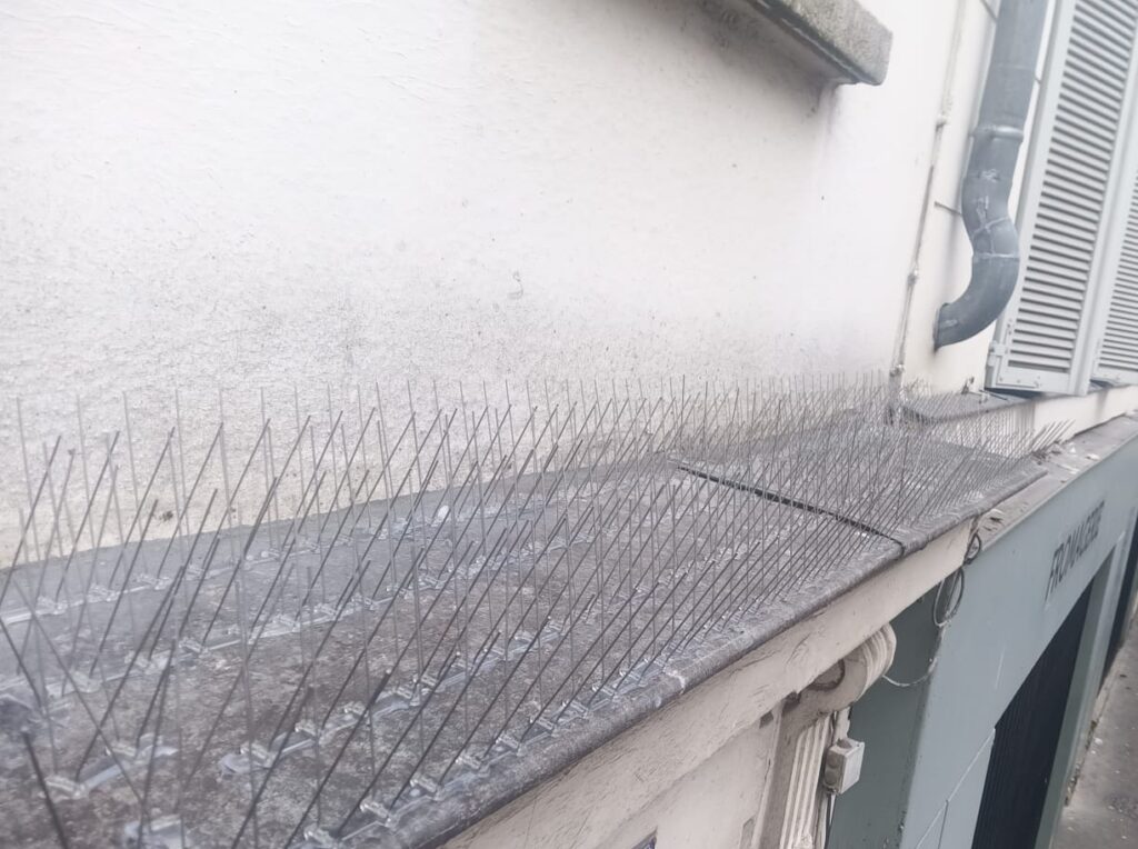 Pics à pigeons sur façade
